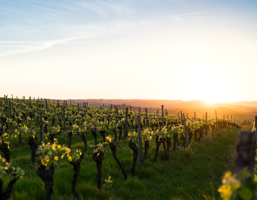 Charles Krug Winery - Napa Valley